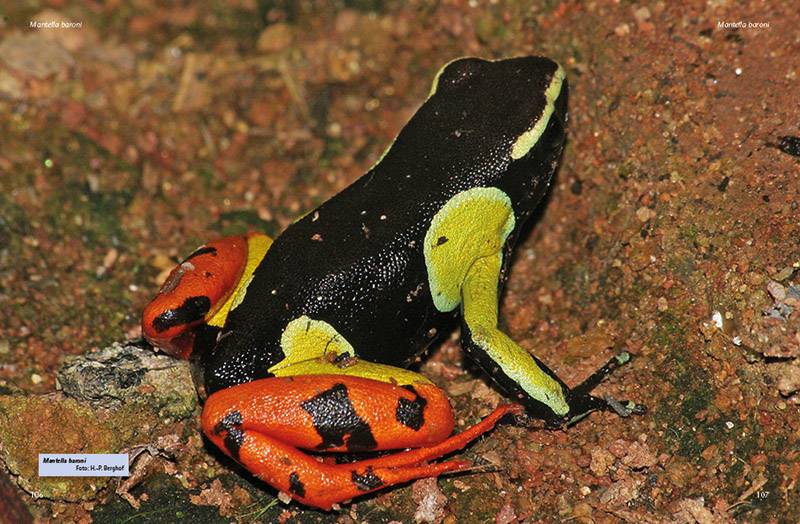 Preview: Madagaskar-Buntfrösche – Die Gattung Mantella